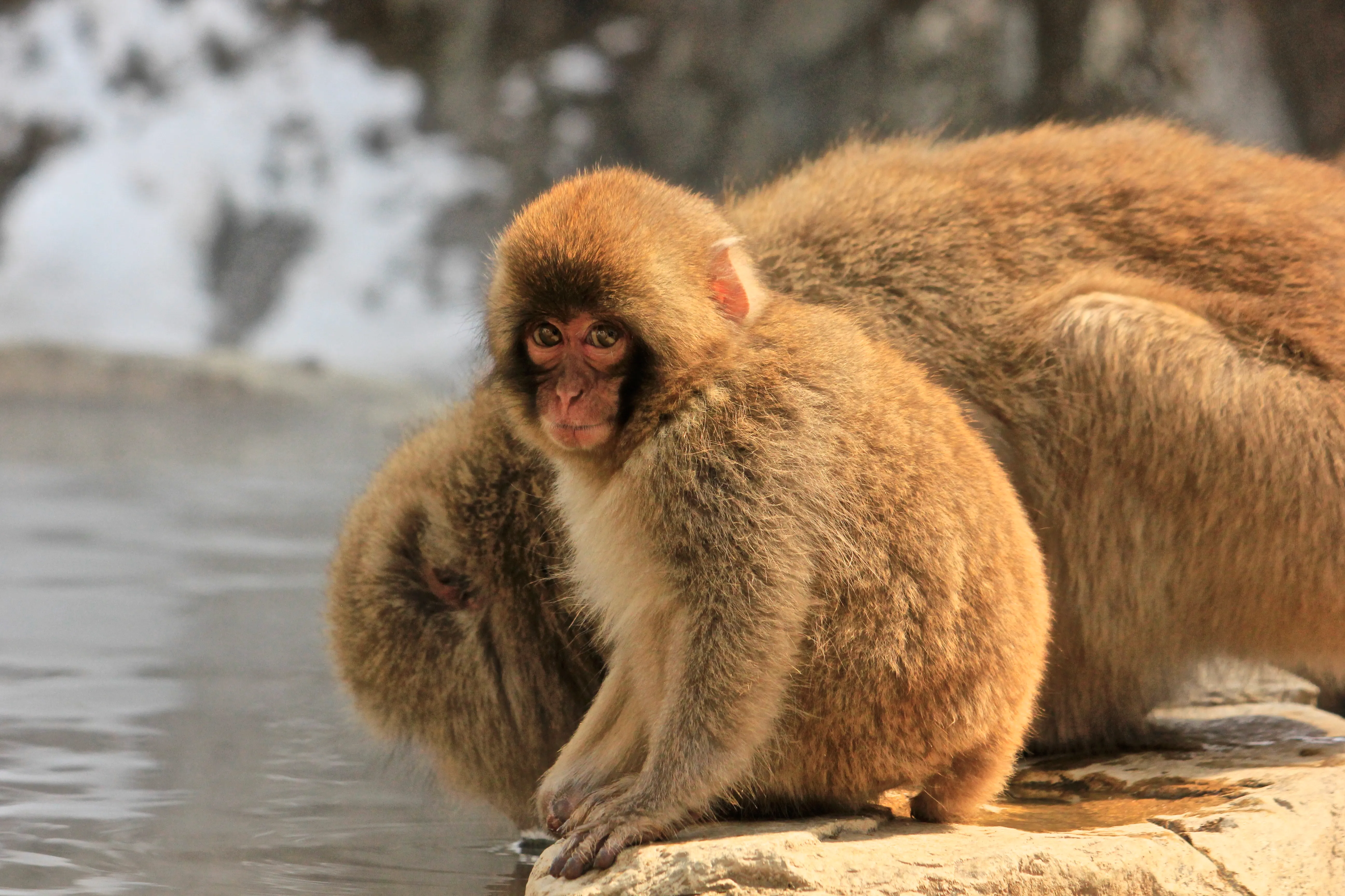 Jigokudani Wild Monkey Park